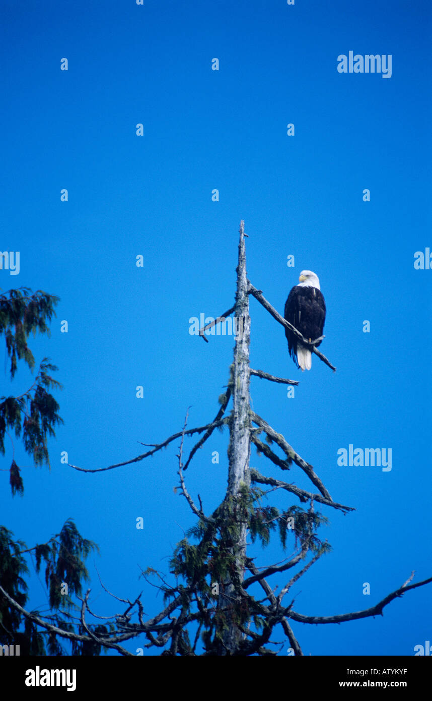 Bald eagle perched in tree hi-res stock photography and images - Alamy