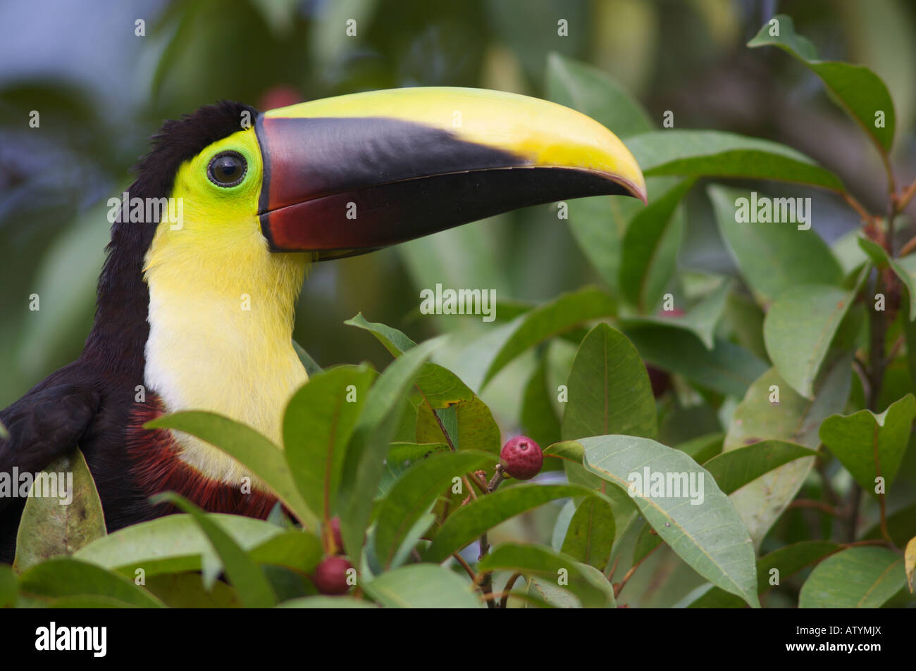 Chestnut mandibled Toucan Ramphastos swainsonii Stock Photo Alamy
