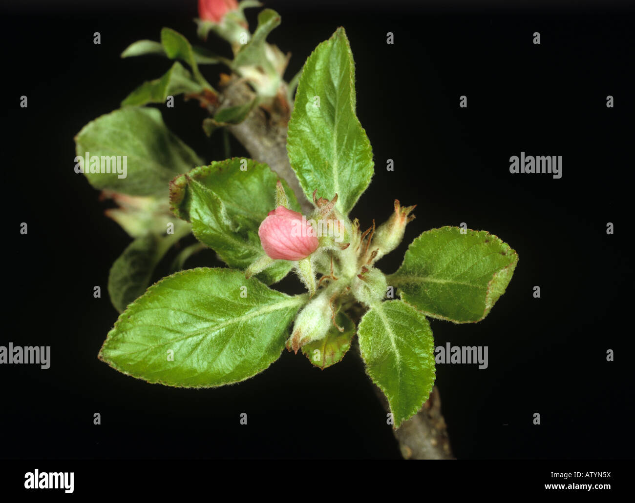Close up apple flower stage pink bud Stock Photo