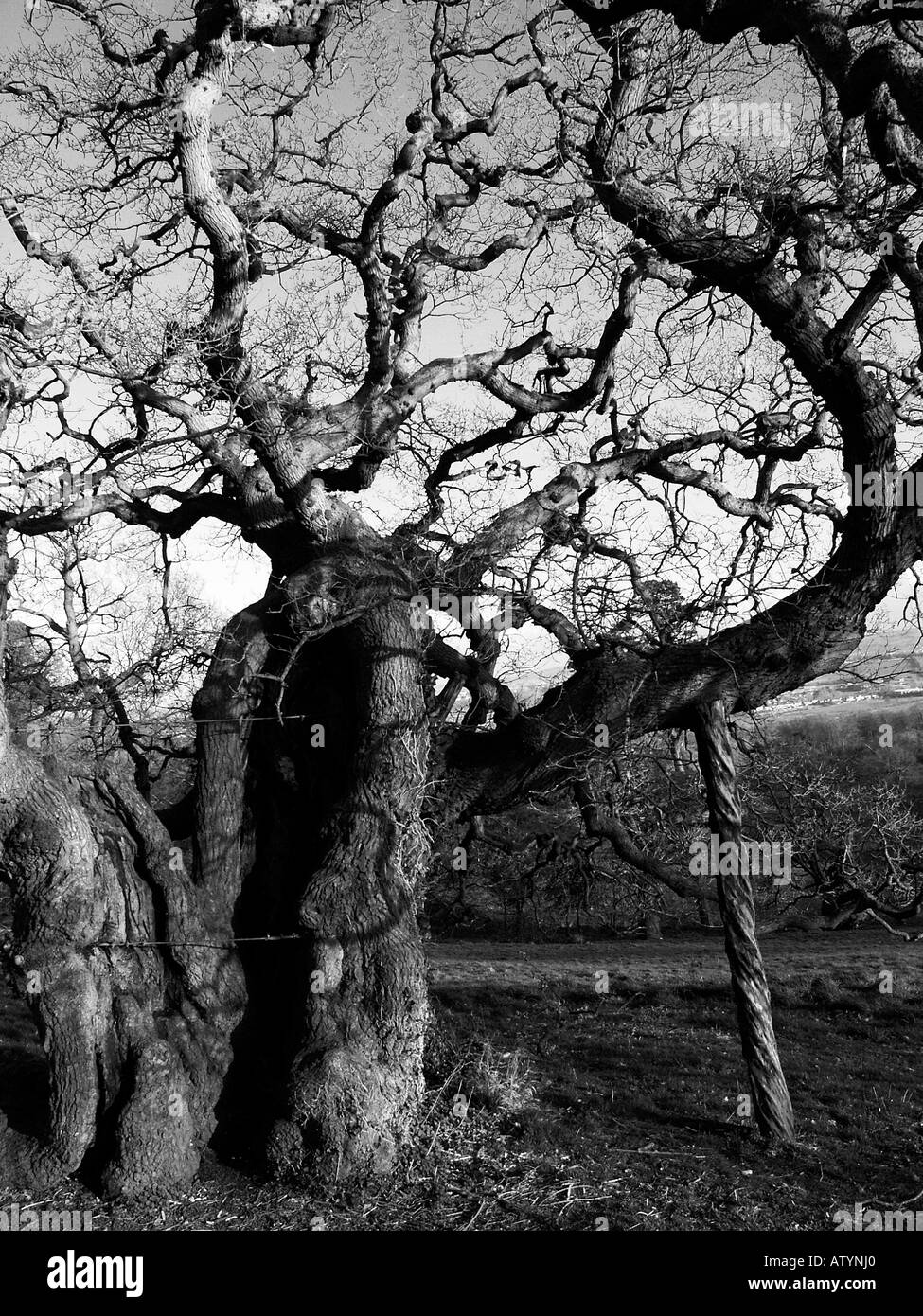 Very old Tree needing supporting trunk Stock Photo - Alamy