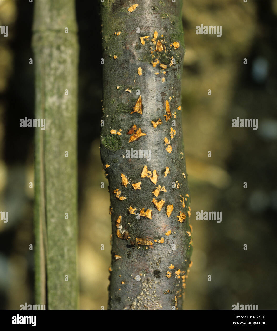 Coral Spot Nectria cinnabarina infection on dying cordon apple tree Stock Photo