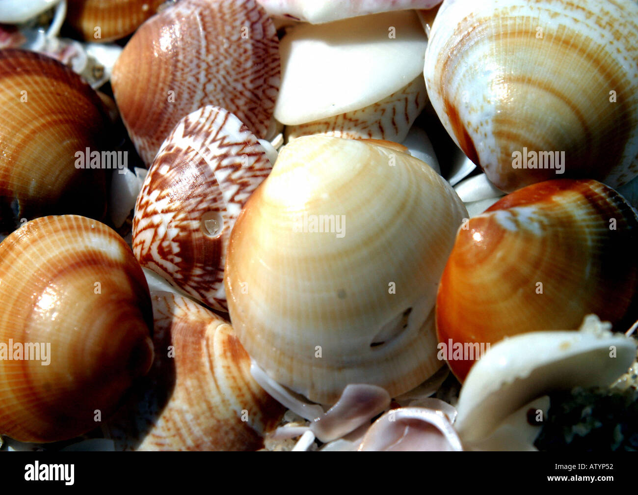 Shells on Scarborough beach Perth Australia Stock Photo Alamy