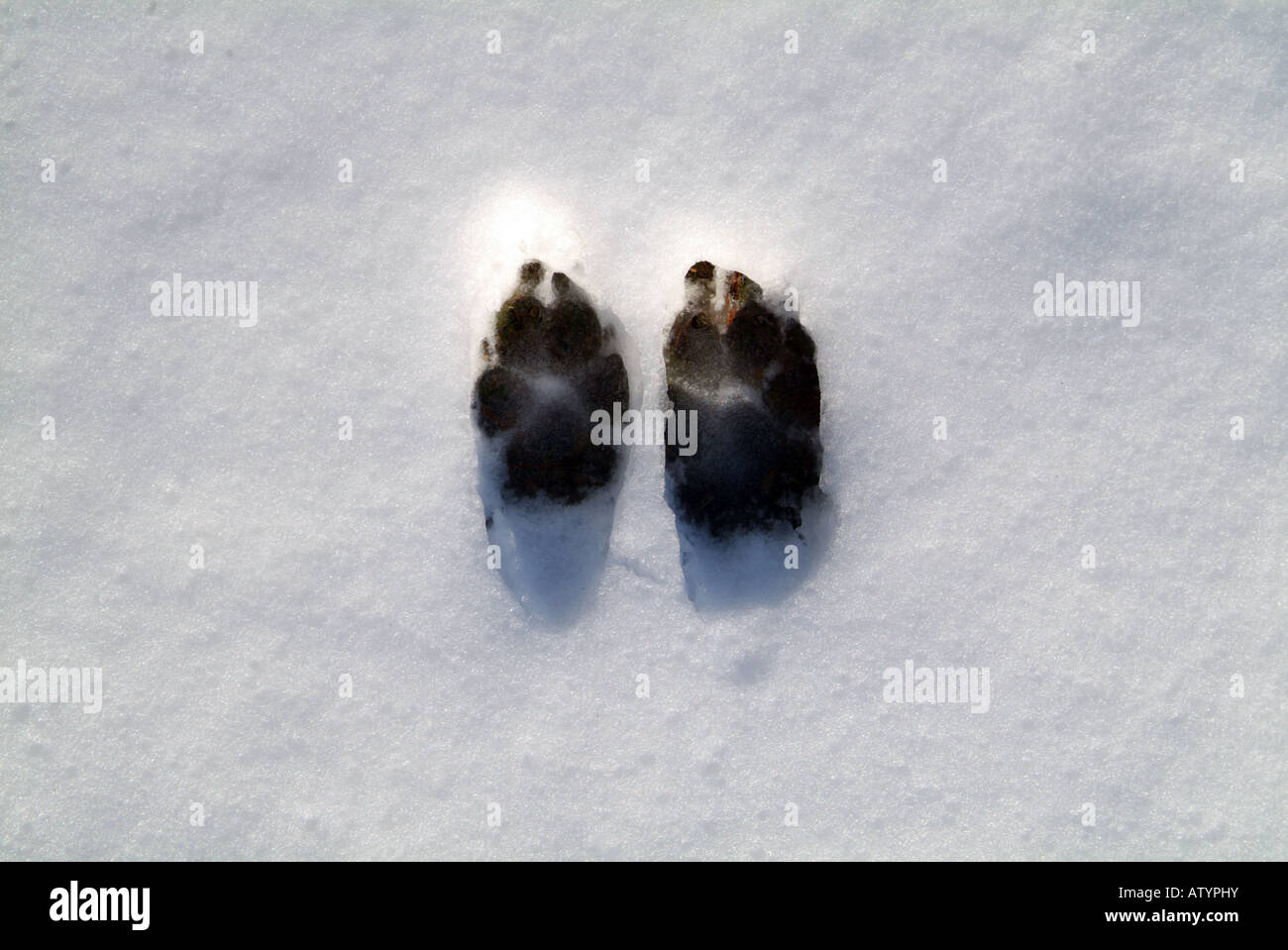 Dog paw prints in snow Stock Photo Alamy