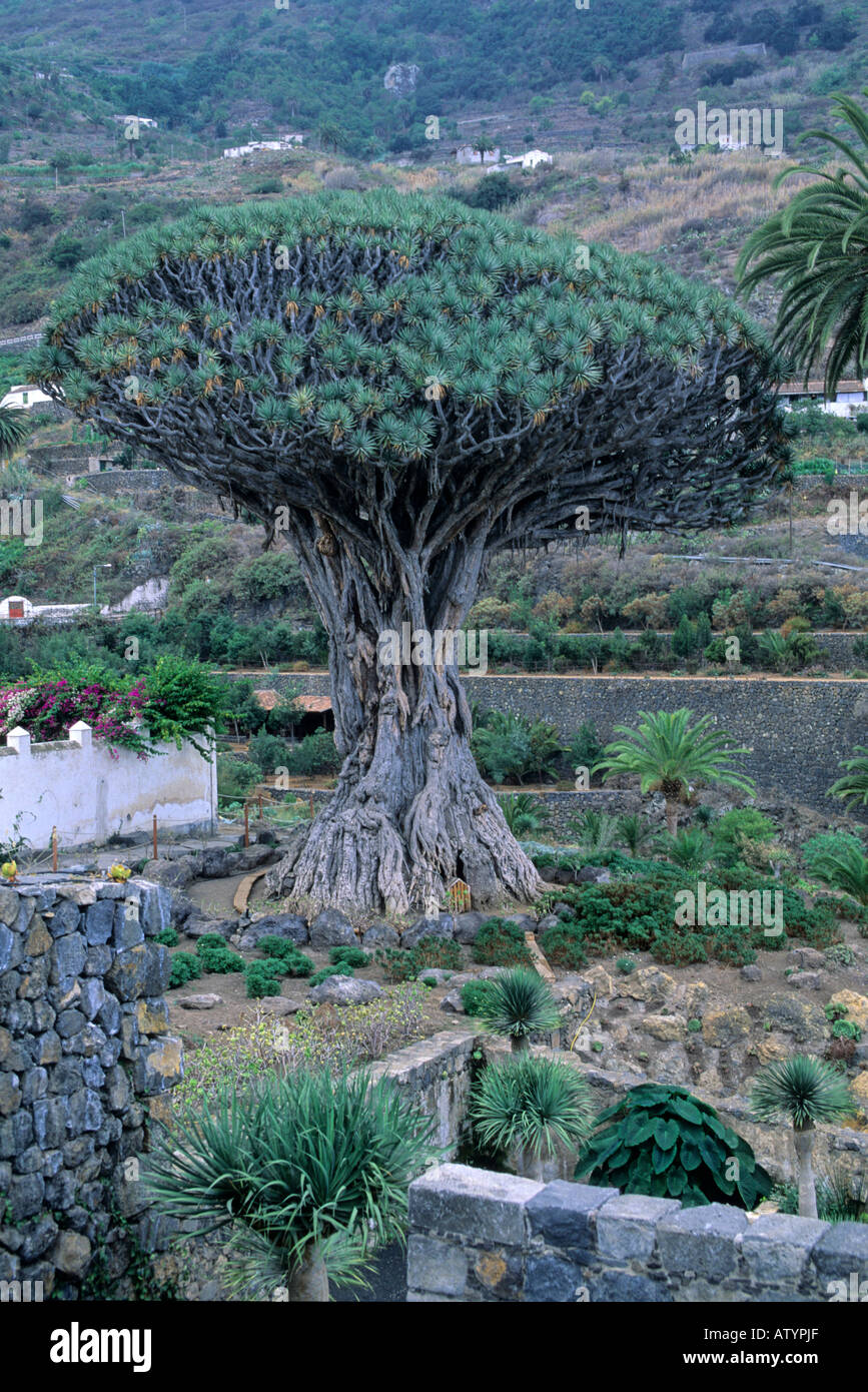 Age old dragon tree Tenerife Canary Islands Spain Atlantic Europe Stock Photo