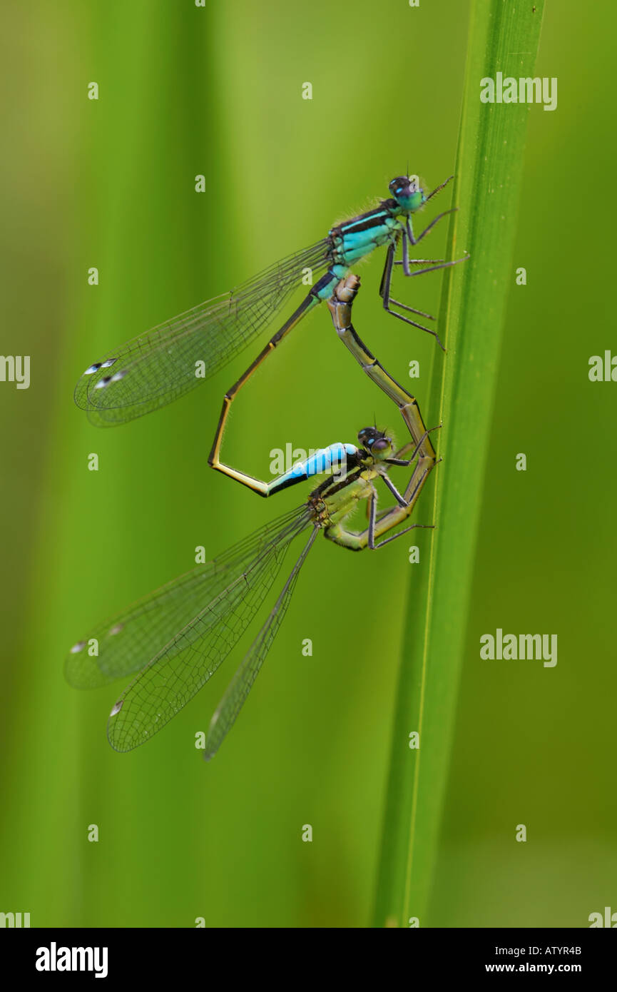 common blue damselflies mating enallagma cyathigerum Stock Photo - Alamy