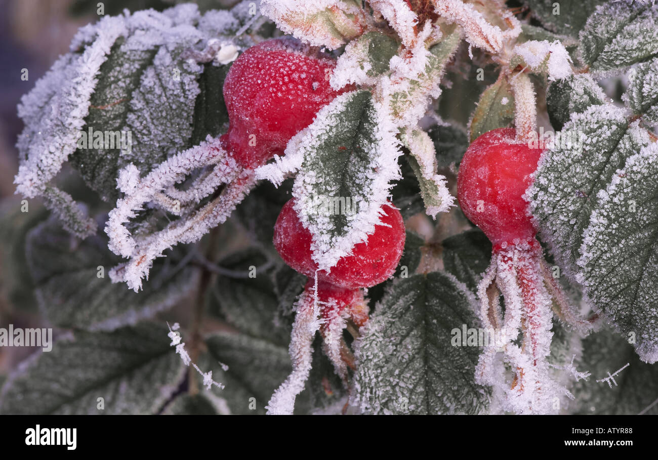 rosa rugosa hips covered in frost full colour horizontal Stock Photo