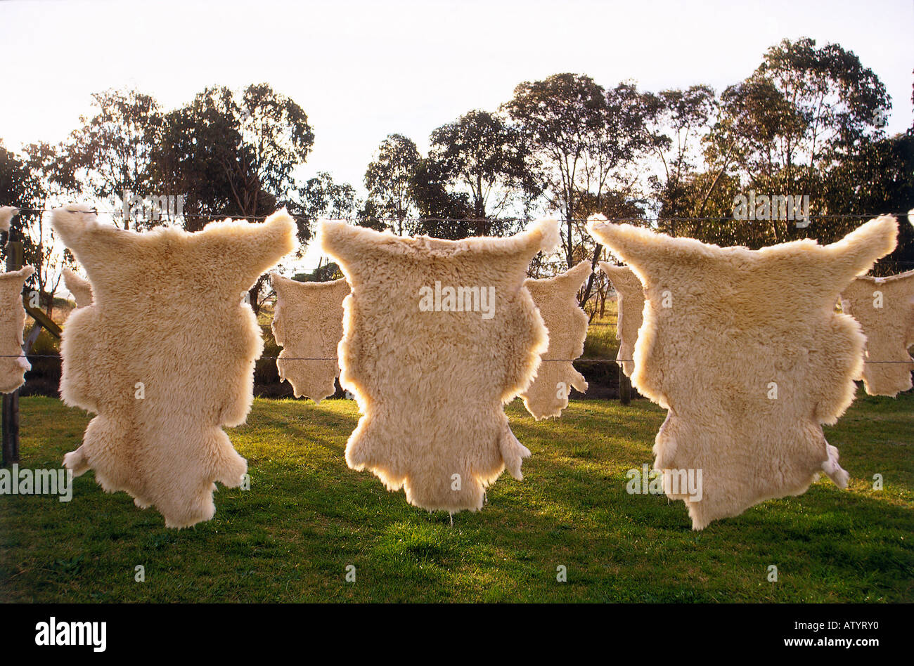 Sheep skins hung drying outside at a sheepskin Tannery in Napier Hawkes