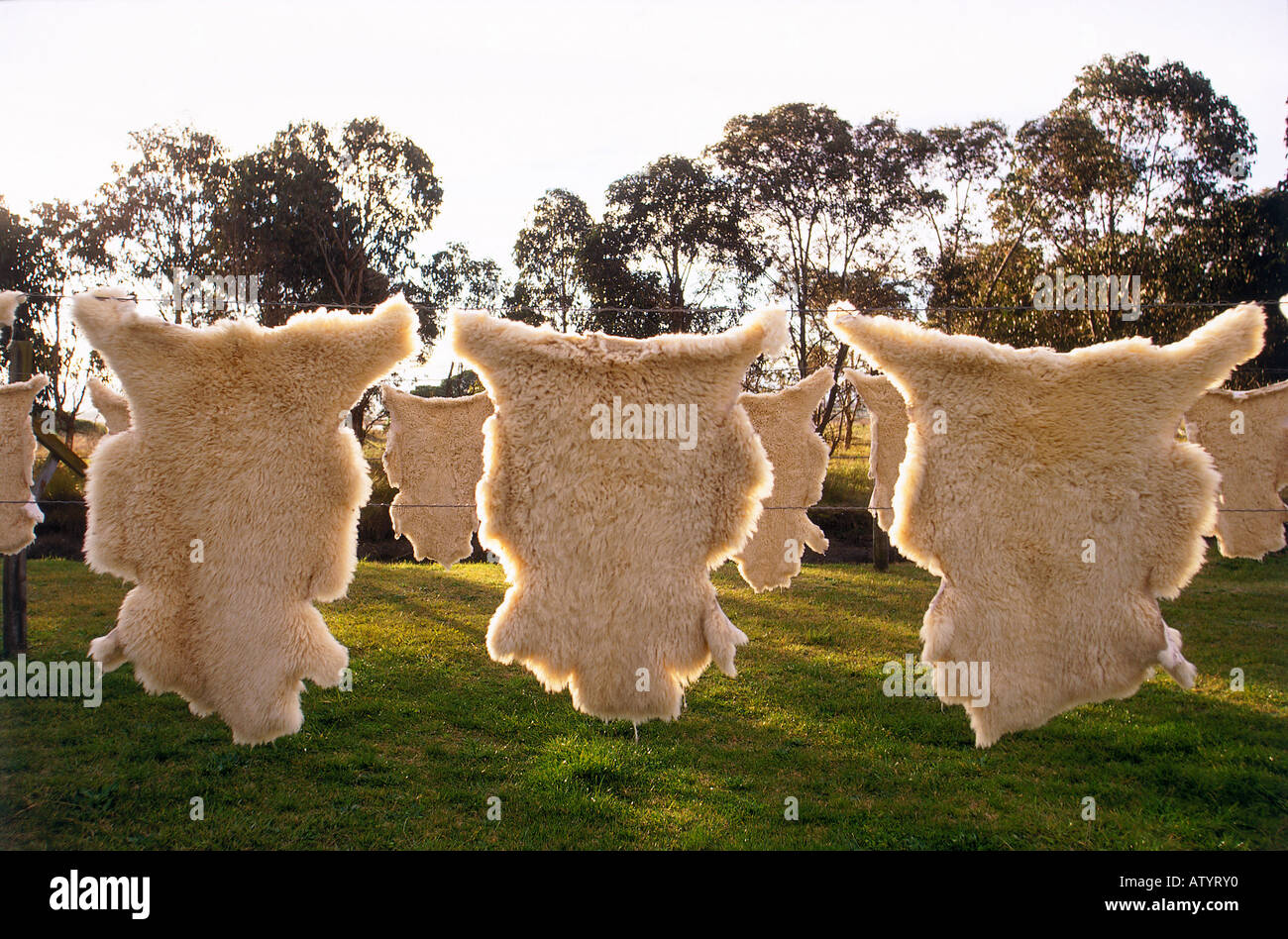 Sheep skins hung drying outside at a sheepskin Tannery in Napier Hawkes Bay Stock Photo