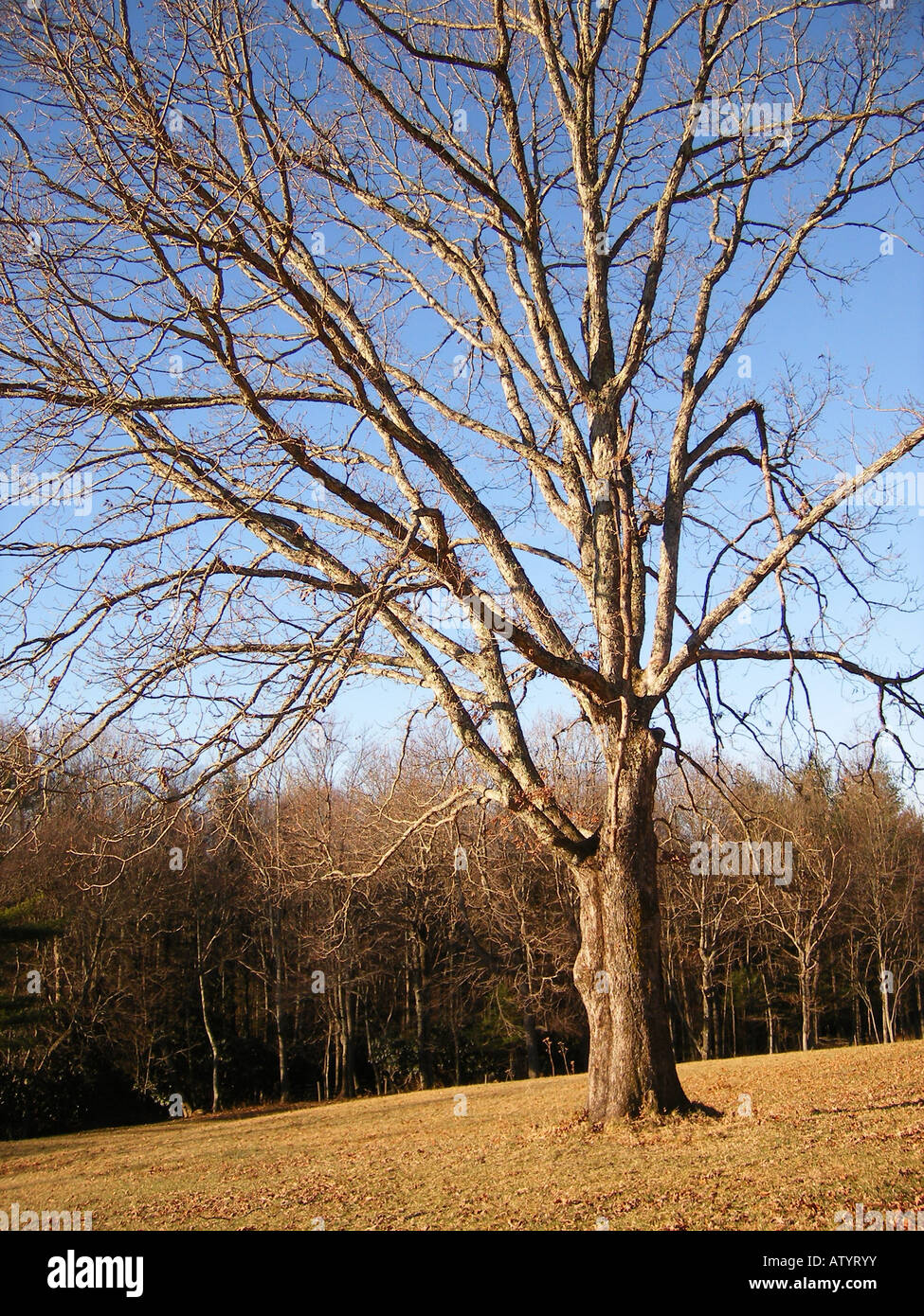 AJD59820, tree, farm, Galax, Virginia, VA, Blue Ridge Parkway Stock