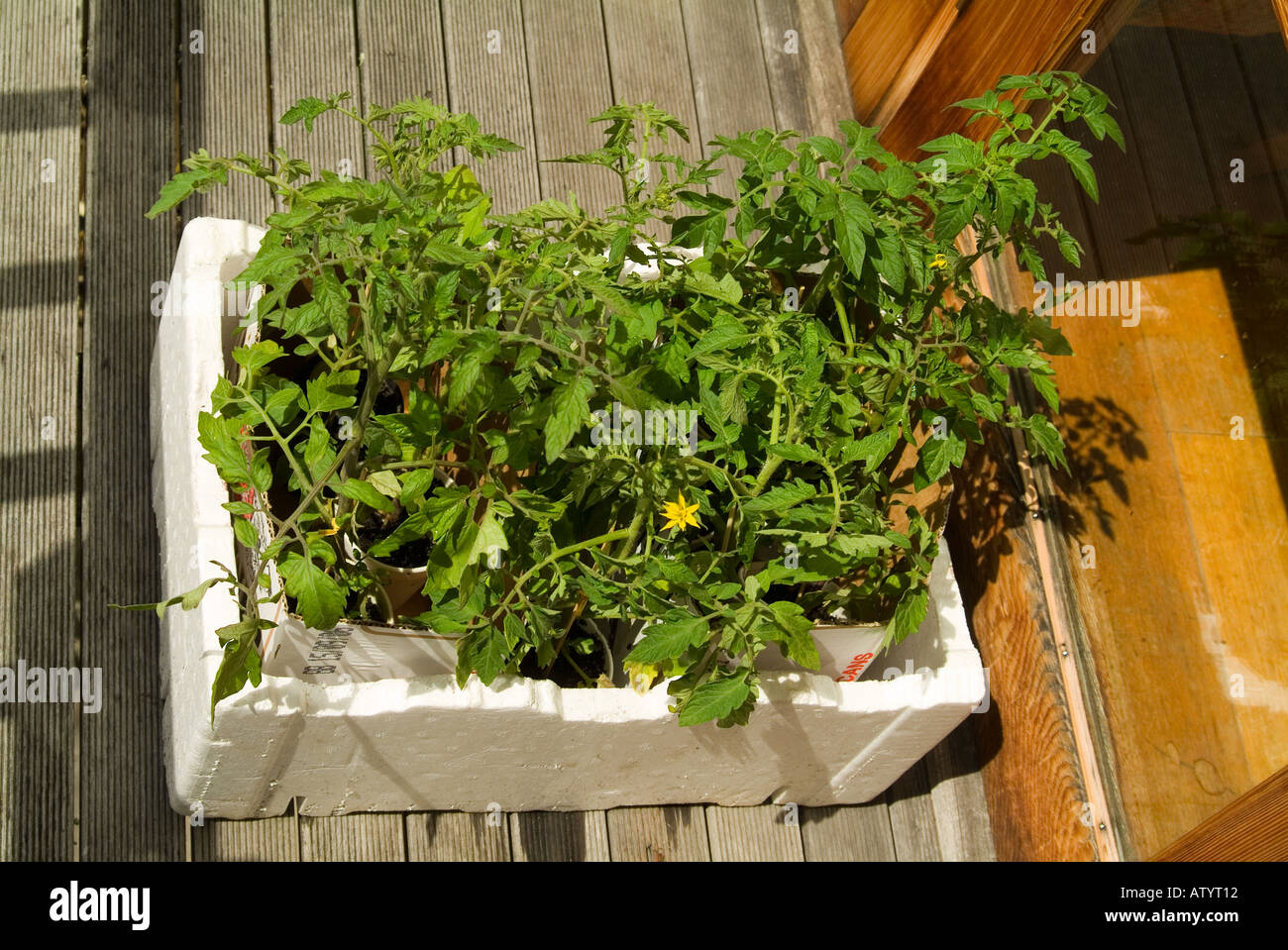 Hardening off young tomato plants before planting out Stock Photo Alamy