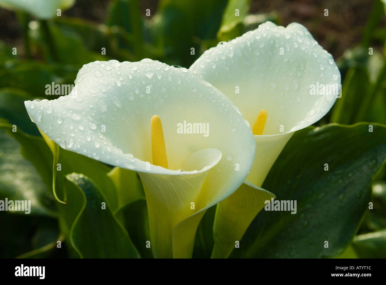 Zantedeschia aethiopica, arum lilies also known as call lillies are a toxic plant that contains calcium oxalate, considered to be an invasive weed. Stock Photo