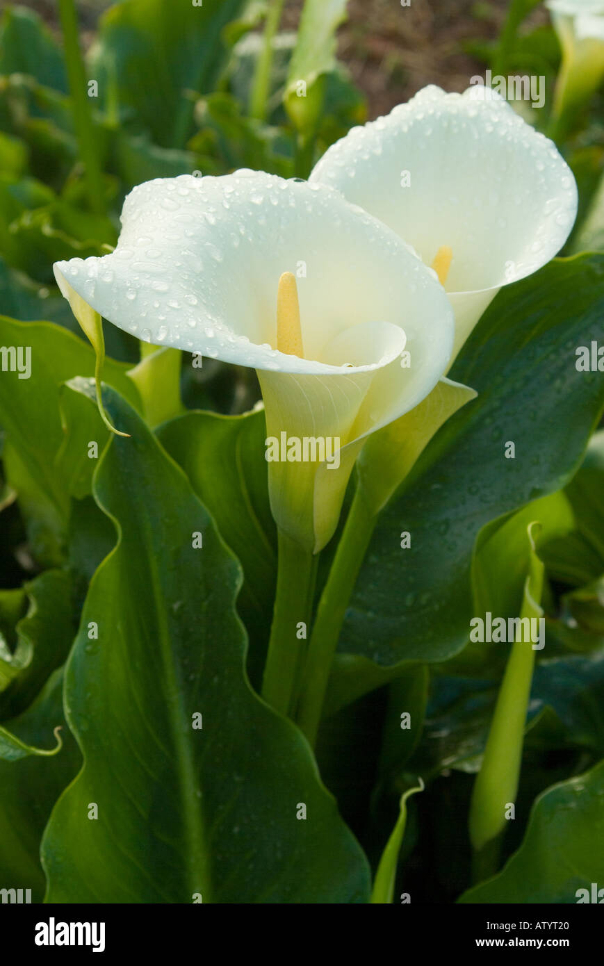 Zantedeschia aethiopica, arum lilies also known as call lillies are a toxic plant that contains calcium oxalate, considered to be an invasive weed. Stock Photo