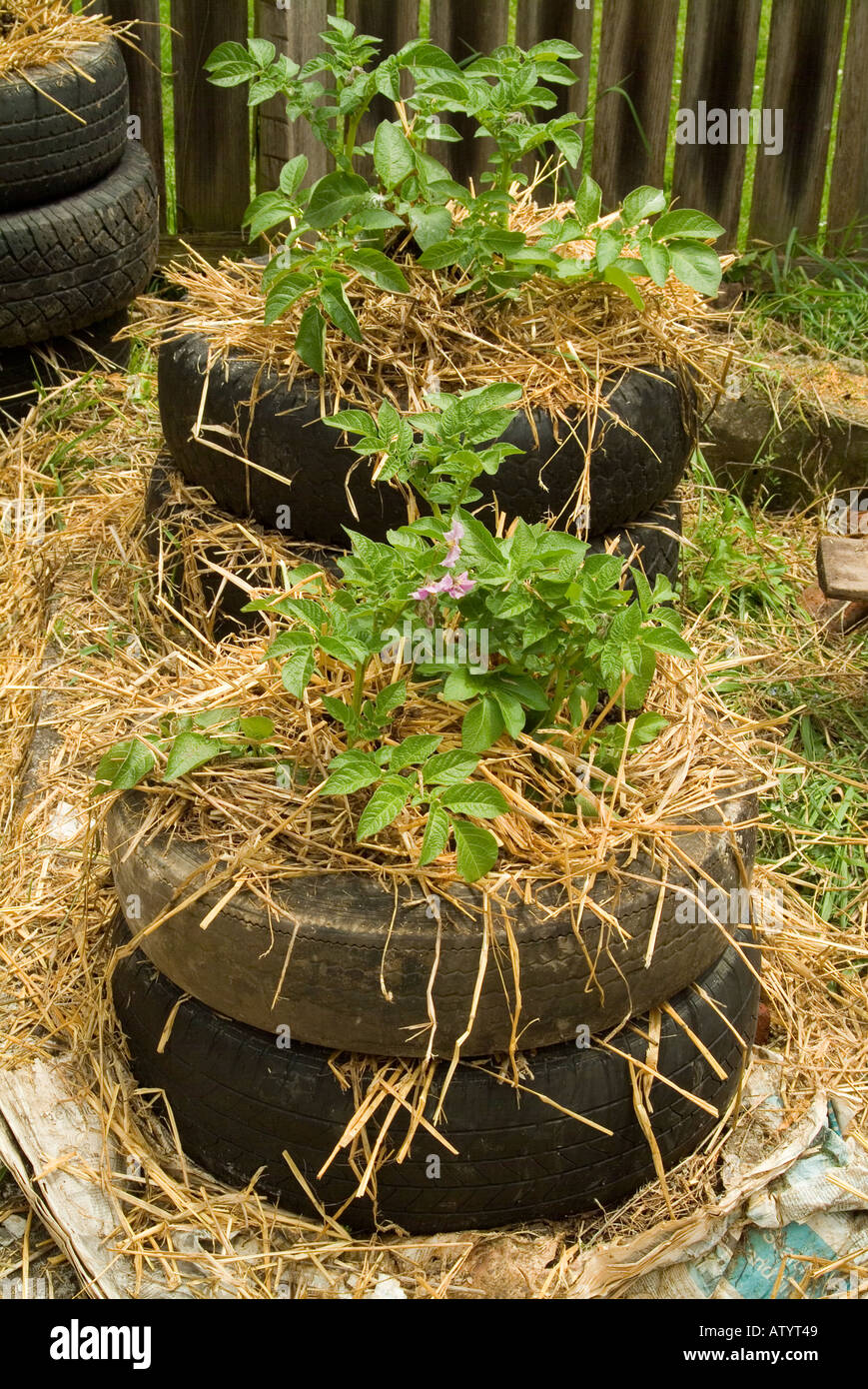 Potatoes being grown in used old automobile tyres Stock Photo