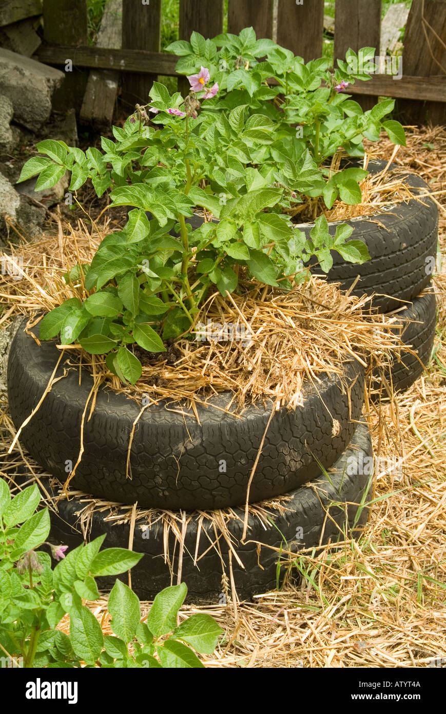 Growing Potatoes In Tires