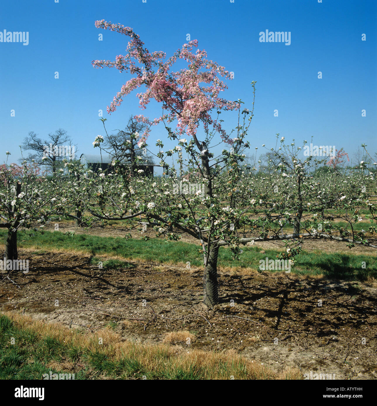 Young apple orchard with one tree with grafted pink pollinator in Kent on a fine spring day Stock Photo