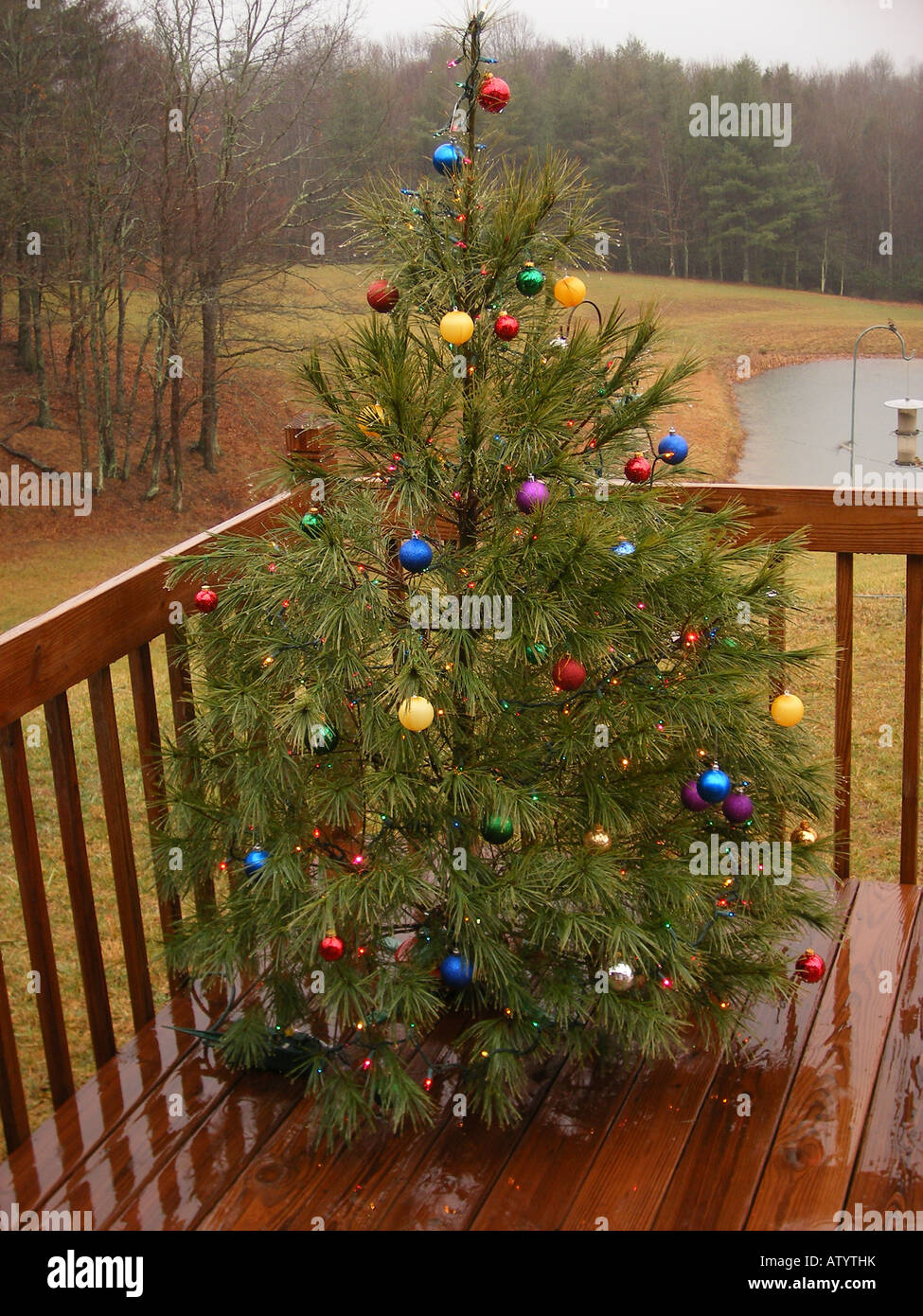 AJD59814, Christmas tree, outdoor, deck Stock Photo Alamy