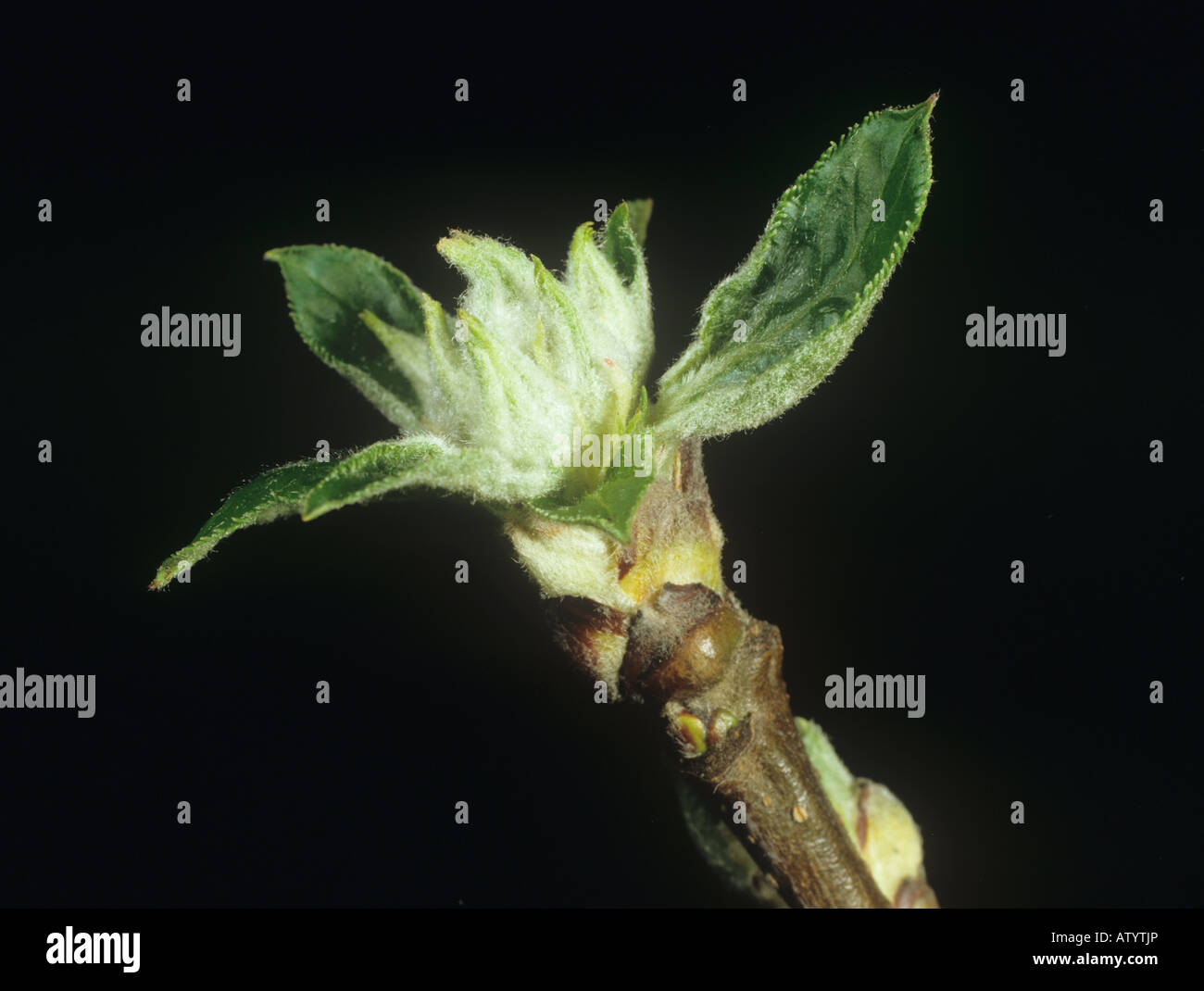 Apple bud opening in early spring leaves flower buds appearing in green