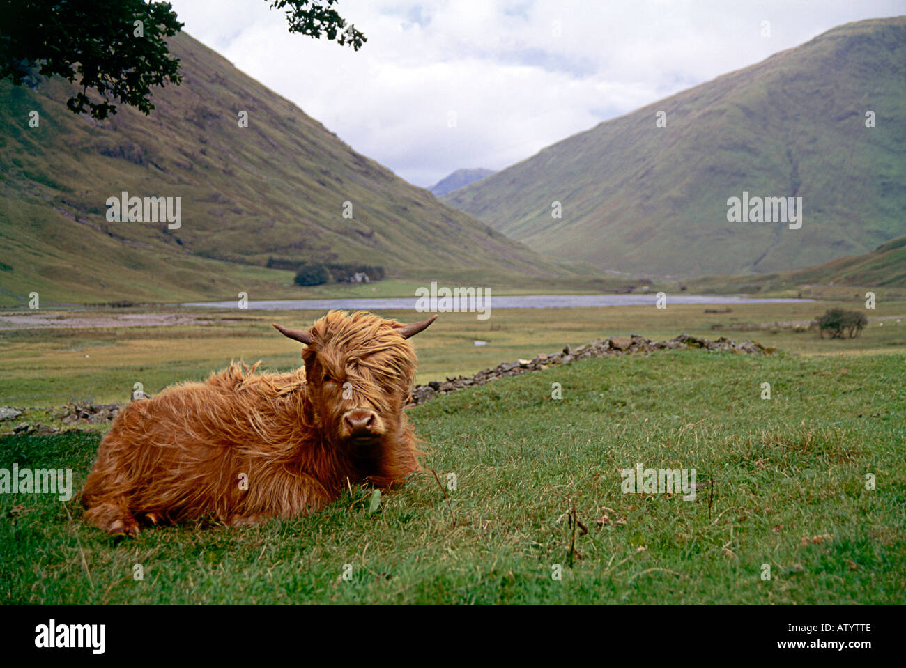 Highland Cow with Glencoe Behind Stock Photo - Alamy