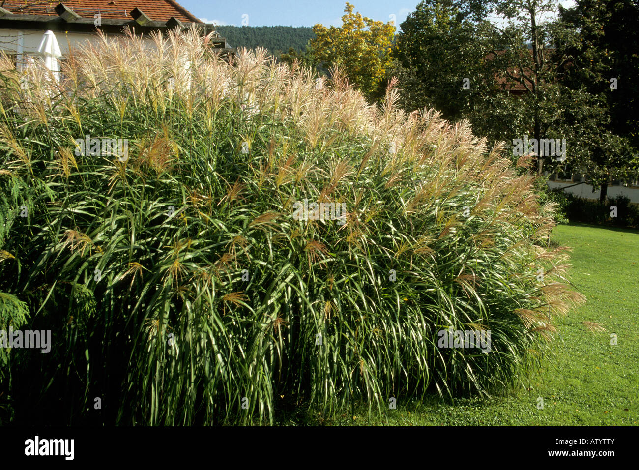 Chinese Silver Grass, Eulalia Grass, Maiden Grass, Zebra Grass, Porcupine Grass (Miscanthus sinensis) Stock Photo