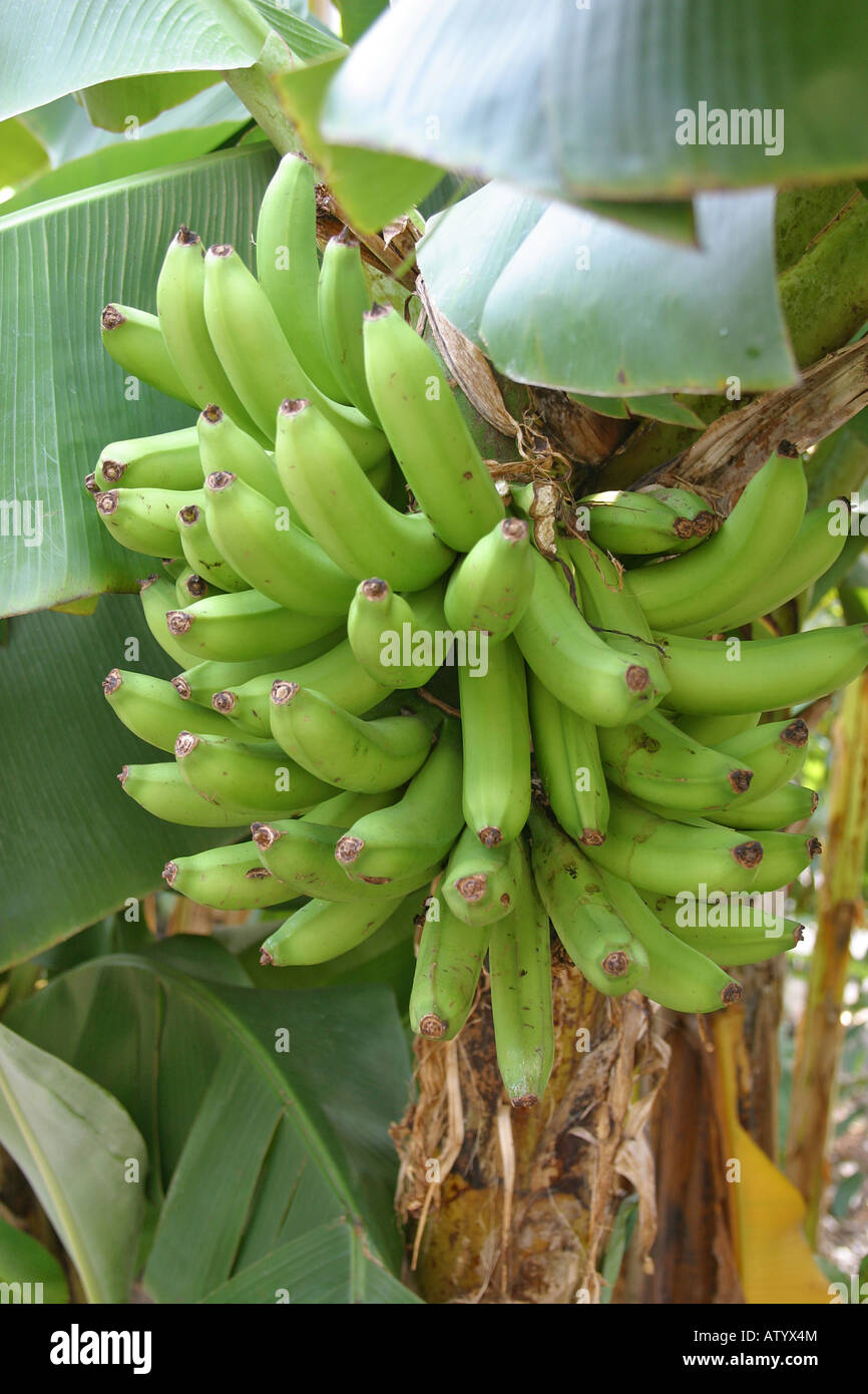 Banana tree with palms and banana bunch. Ecuador, South America Stock