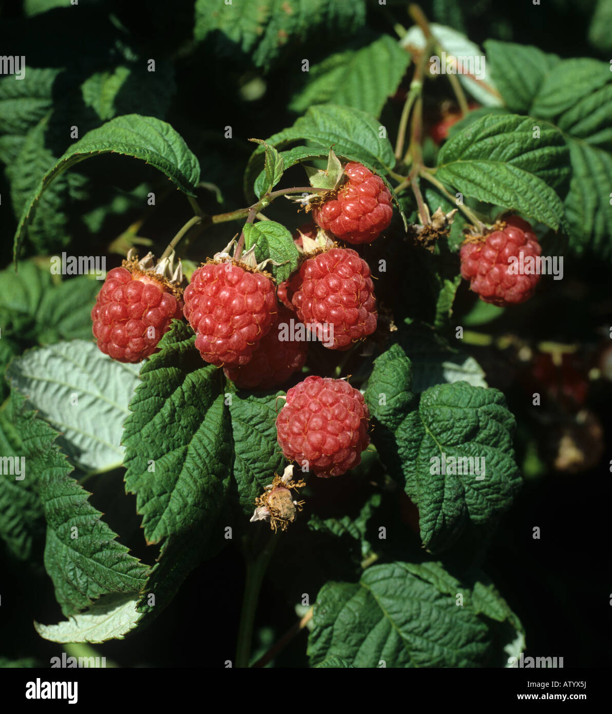 Ripe raspberry fruit on the canes Berkshire Stock Photo