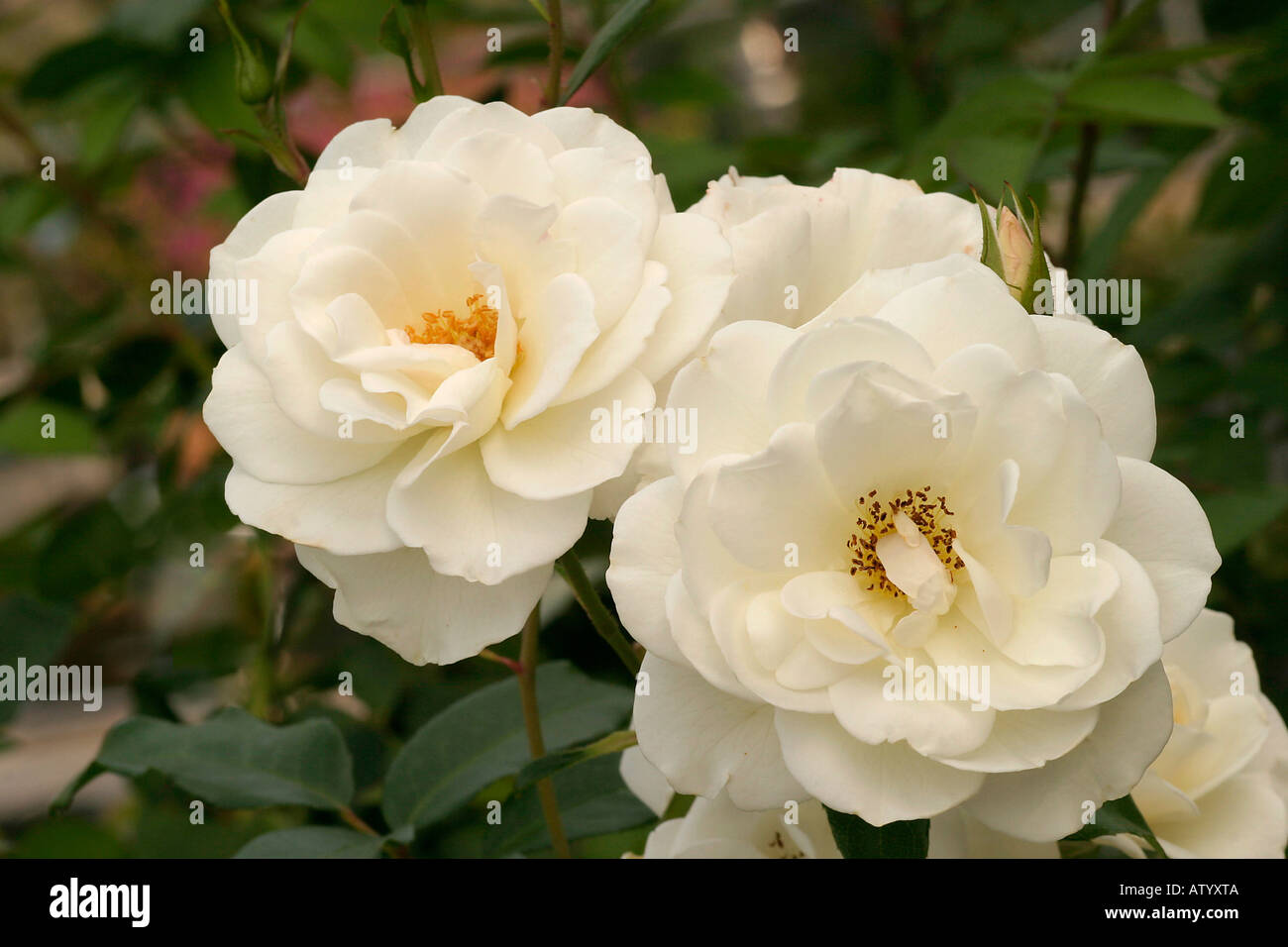 Rosa floribunda Margaret Merrill Stock Photo - Alamy