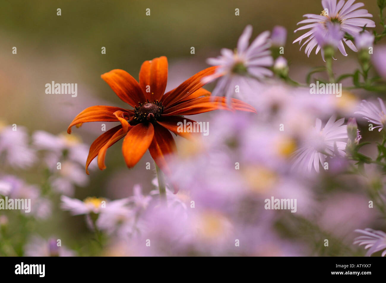 Rudbeckia hirta and aster Stock Photo Alamy