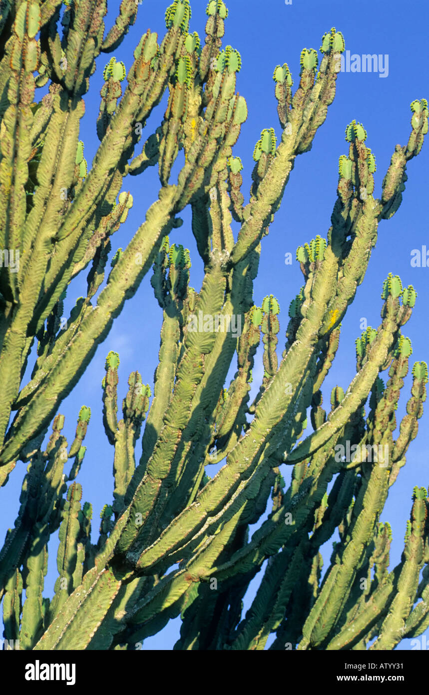 Candelabra tree, Euphorbia ingens, Uganda Stock Photo - Alamy