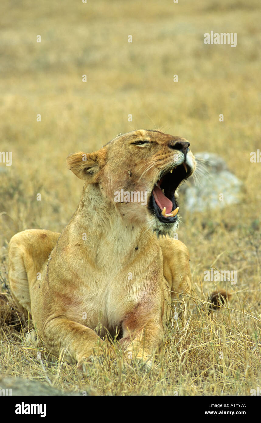 Lioness yawning after feasting on a kill, Ngorongoro Crater, Tanzania Stock Photo