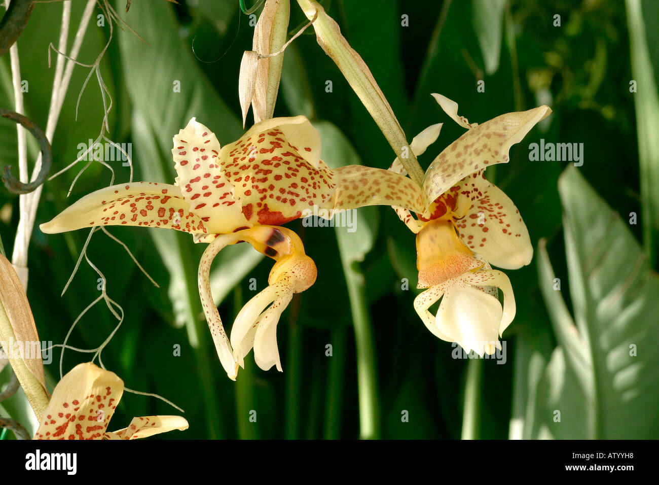 Stanhopea oculata Stock Photo