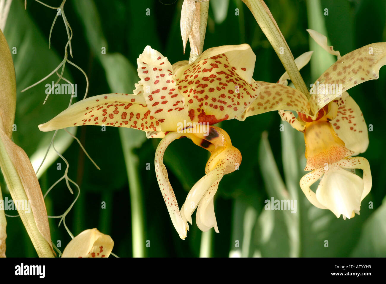 Stanhopea oculata Stock Photo