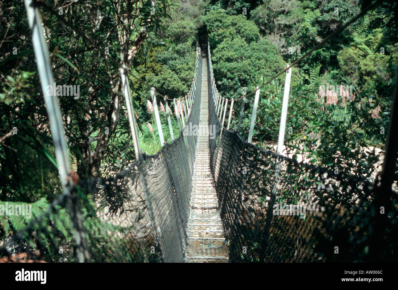 Swinging Bridge Coromandel Peninsula North Island New