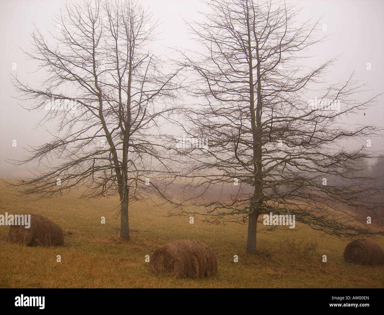 AJD59830, trees, hay bales, Blue Ridge Parkway, Galax, Virginia, VA