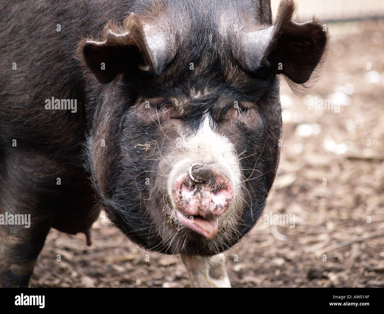 Mean black pig Stock Photo