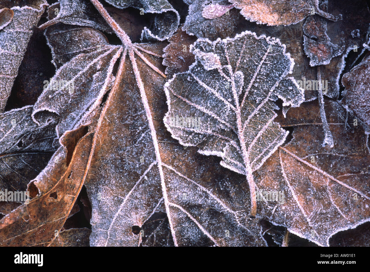 Frosted leaf litter a mix of mostly sycamore leaves Stock Photo