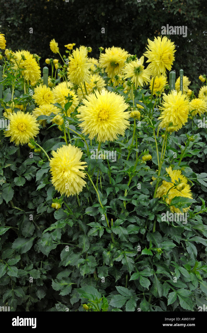 Flowering Laciniated Dahlia (Dahlia Kathryn Walt Hall) in a garden ...