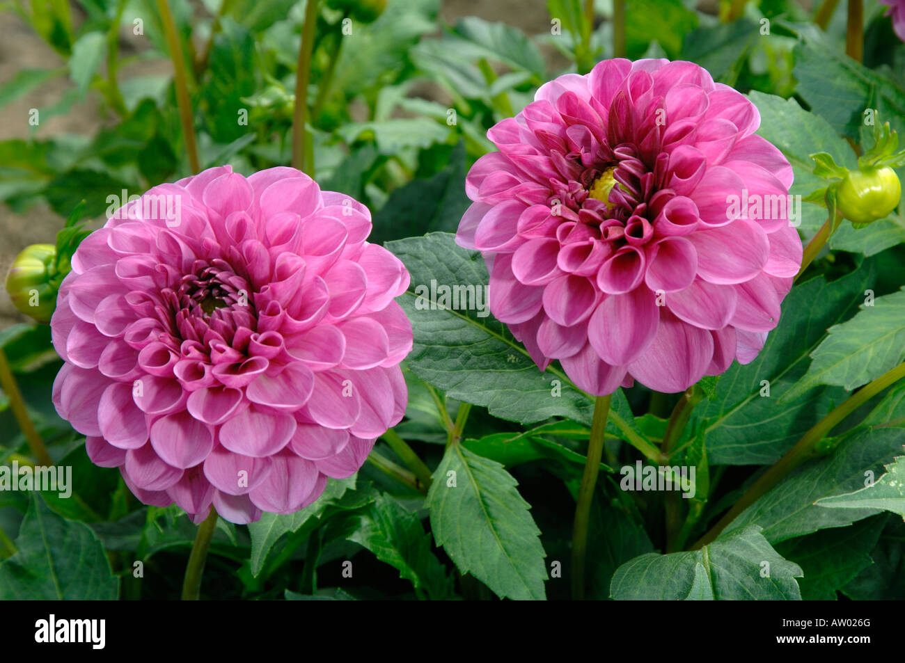 Purple dahlia plant asteraceae hi-res stock photography and images - Alamy