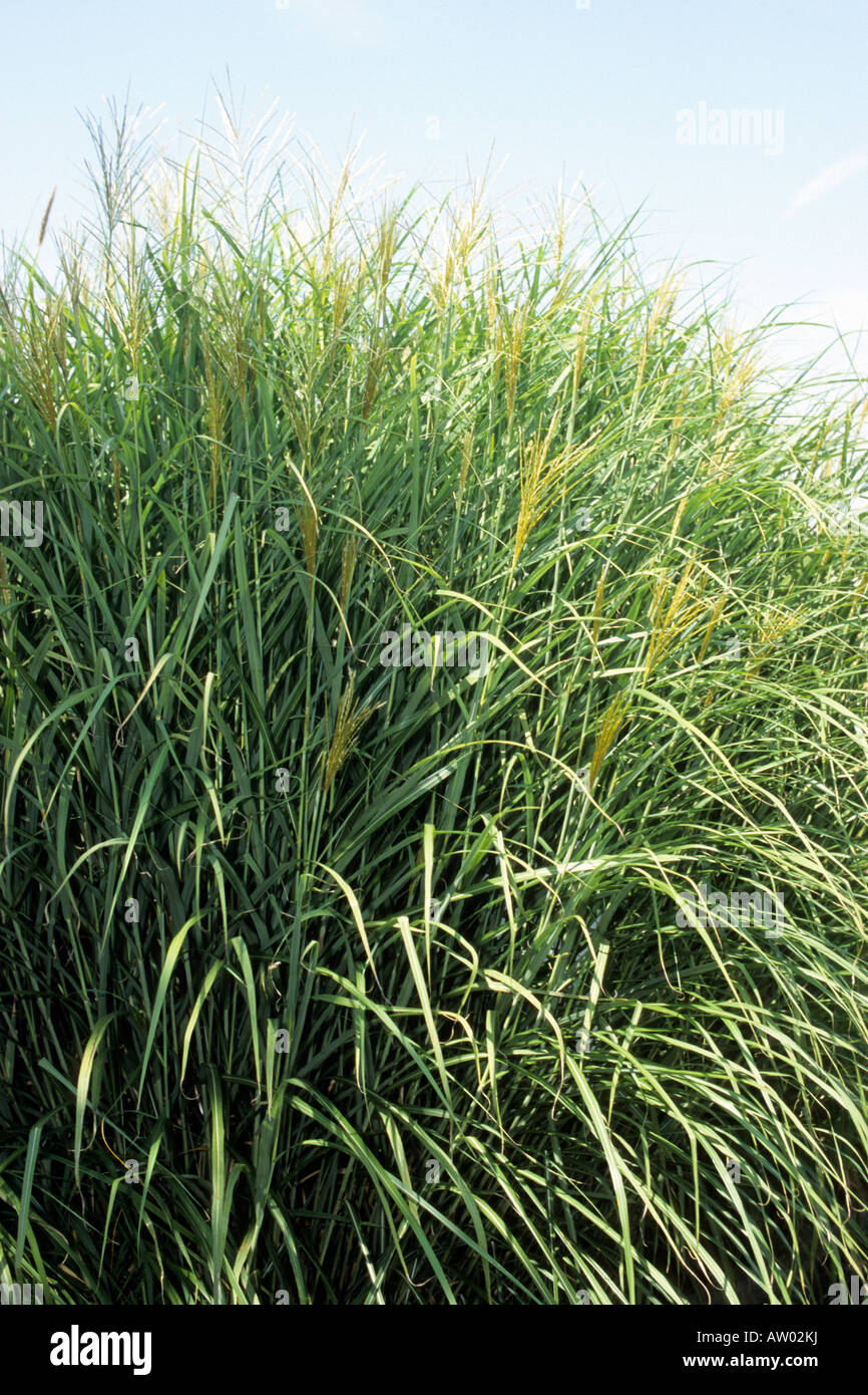 Chinese Silver Grass, Eulalia Grass, Maiden Grass, Zebra Grass, Porcupine Grass (Miscanthus sinensis) Stock Photo
