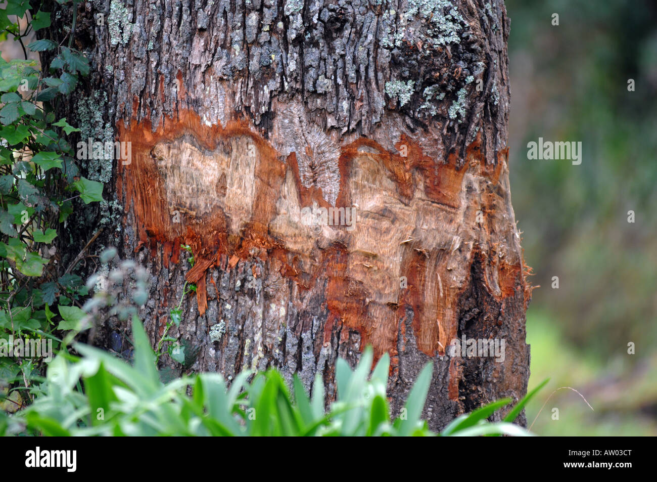 Damage to tree bark hi-res stock photography and images - Alamy