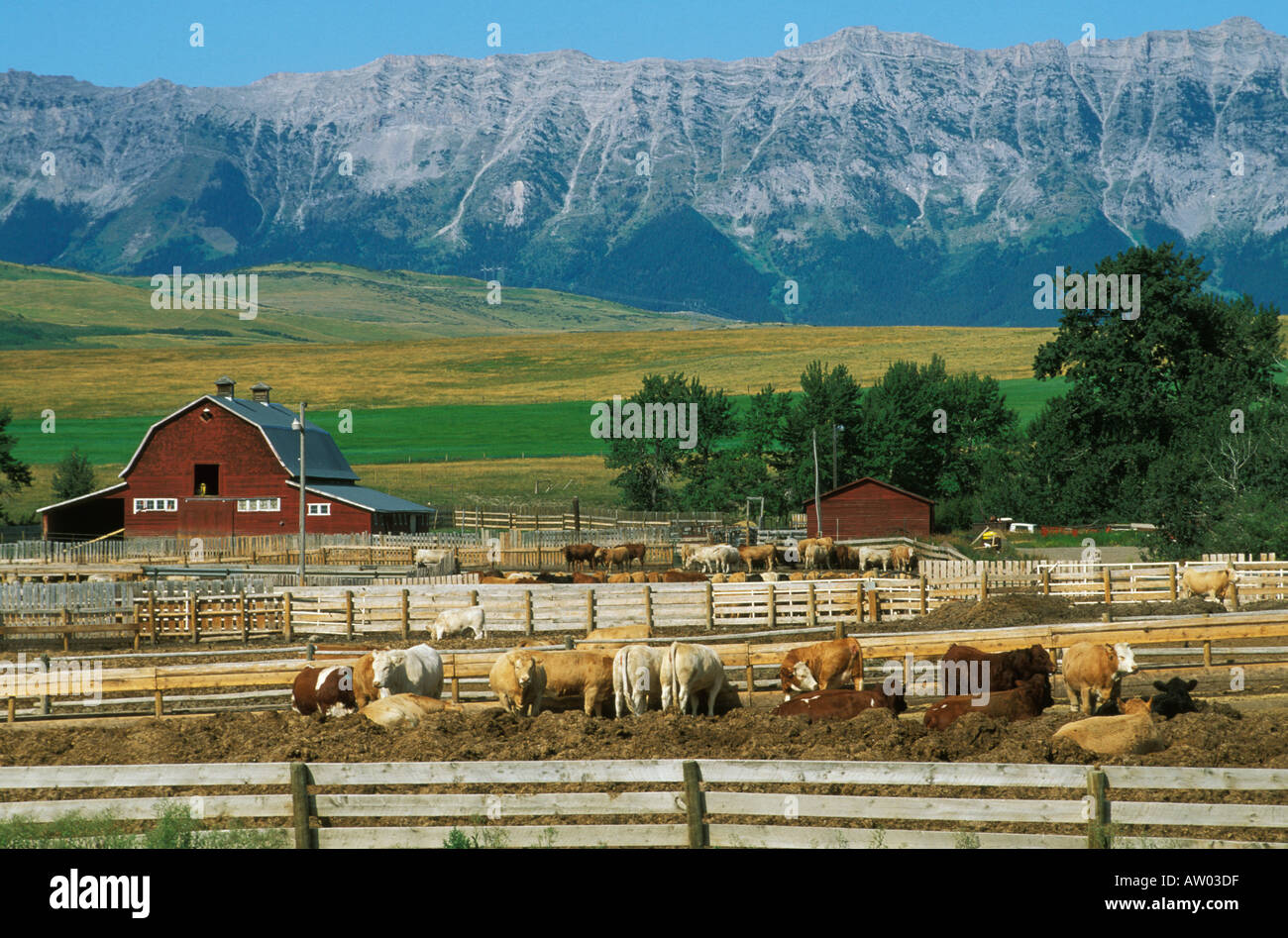 Canada Alberta cattle ranch in foothills of rocky Mountains Stock Photo