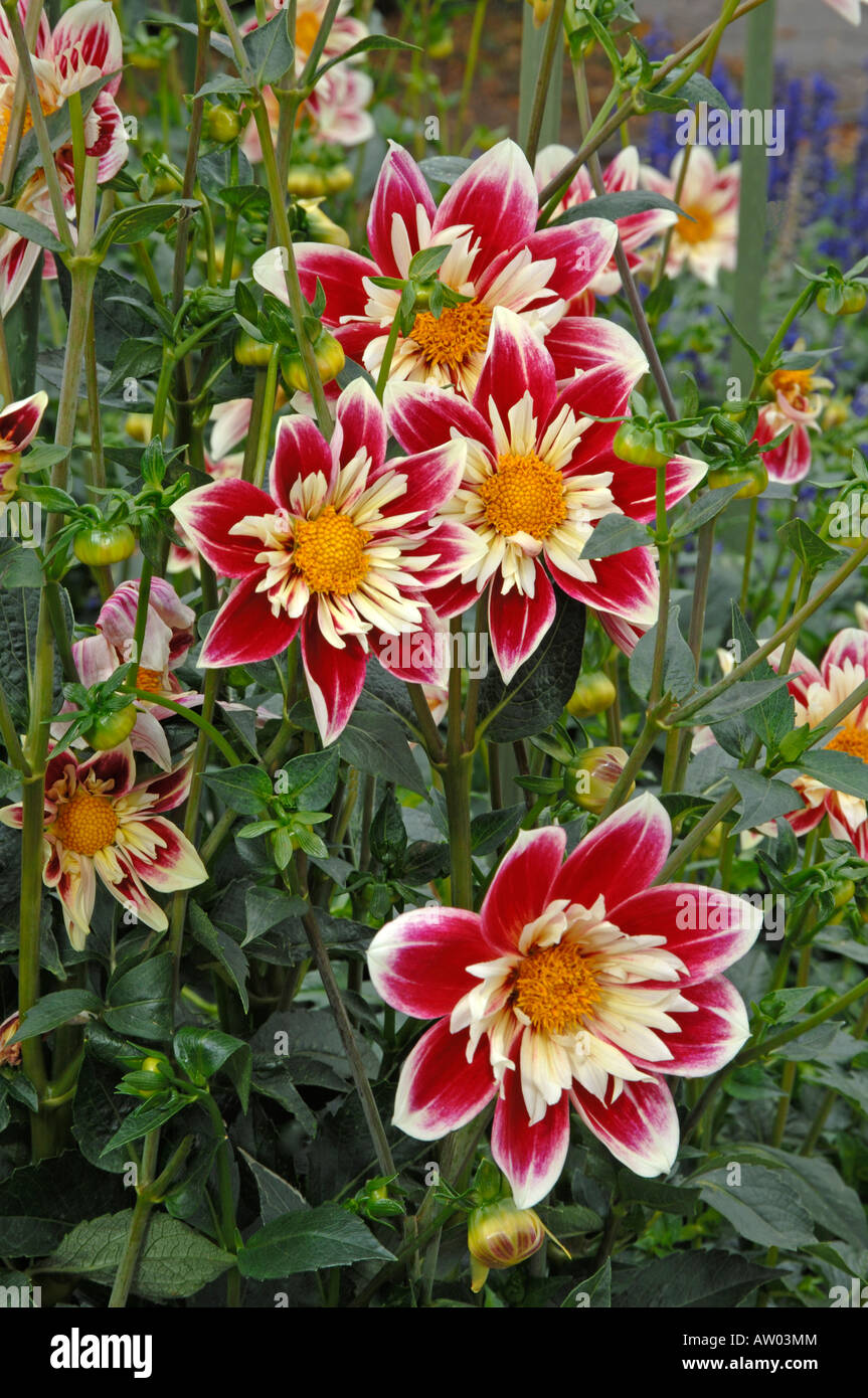 Flowering Collerette Dahlia (Dahlia Fashion Monger) in a garden Stock Photo