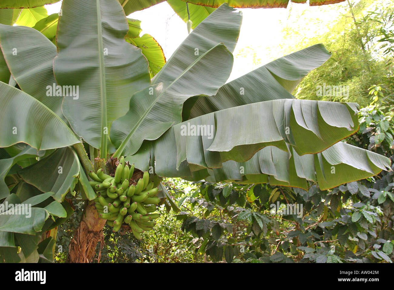 Banana tree with palms and banana bunch. Ecuador, South America Stock