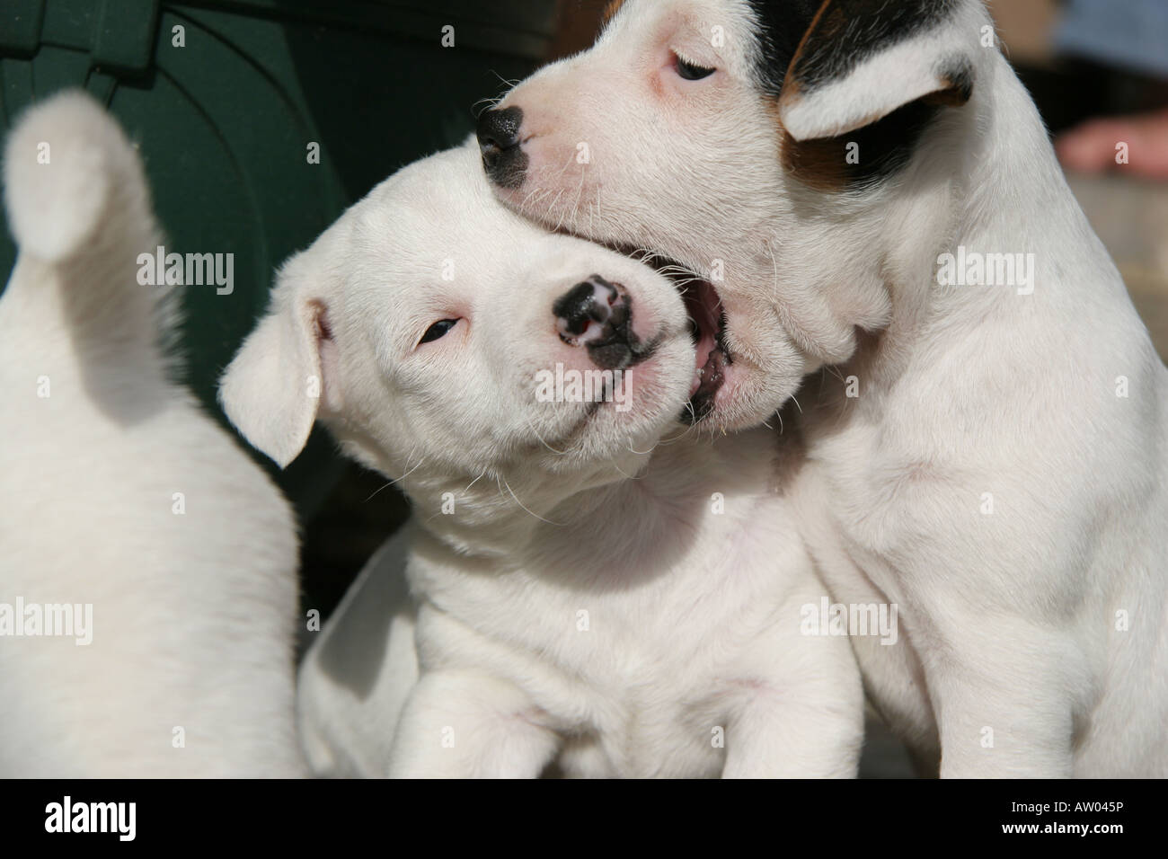 jack russell puppy biting