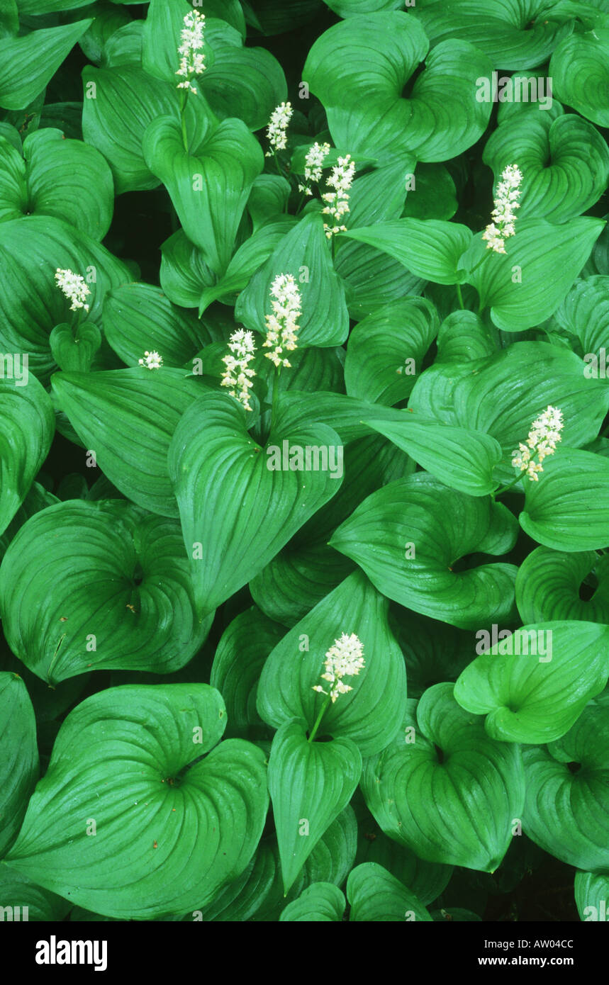 False Lily of the Valley Maianthemum dilatatum Canada British Columbia