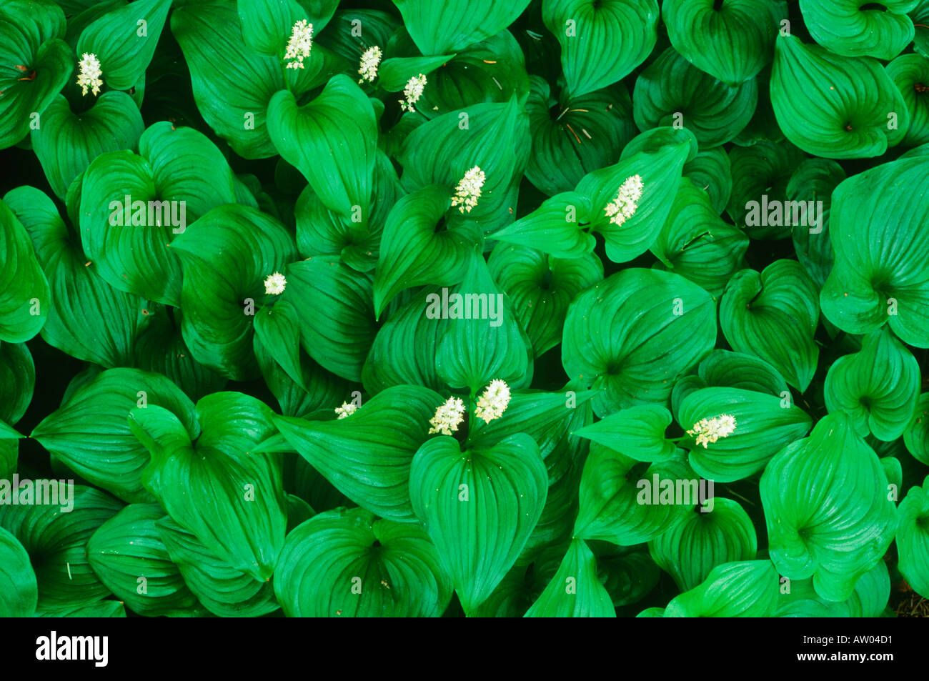 False Lily of the Valley Maianthemum dilatatum Canada British Columbia