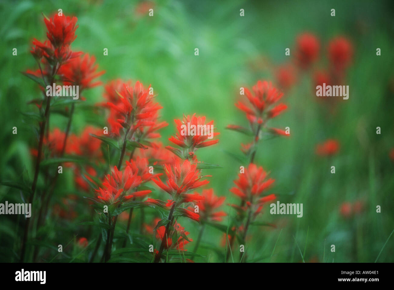 Canada British Columbia Vancouver Island western paintbrush diffusion effect Stock Photo