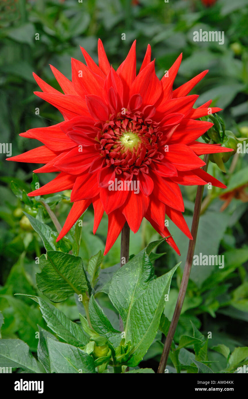 Flowering Cactus Dahlia (Dahlia Baeten) in a garden Stock Photo