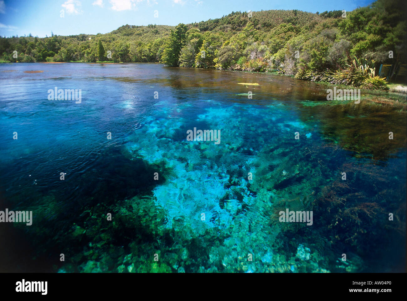 Waikoropupu Springs Takaka Golden Bay Stock Photo 9383775 Alamy