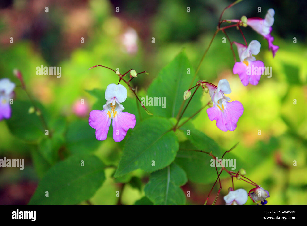 Commune Viola Jardinage flower hi-res stock photography and images - Alamy