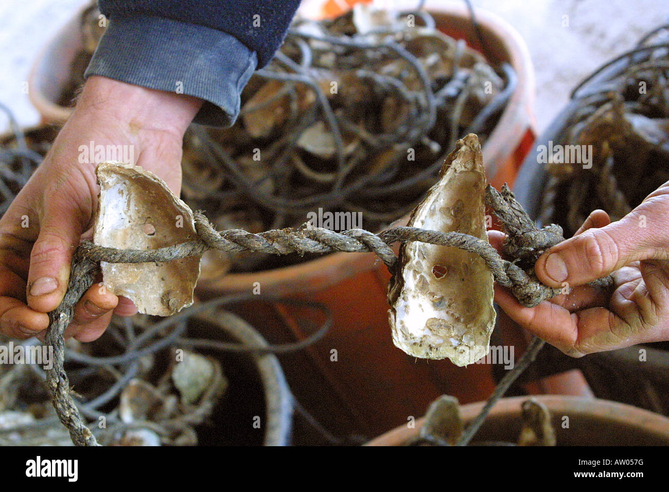 Oyster in bucket, nursery farm, Sete France. Huitres in buckets